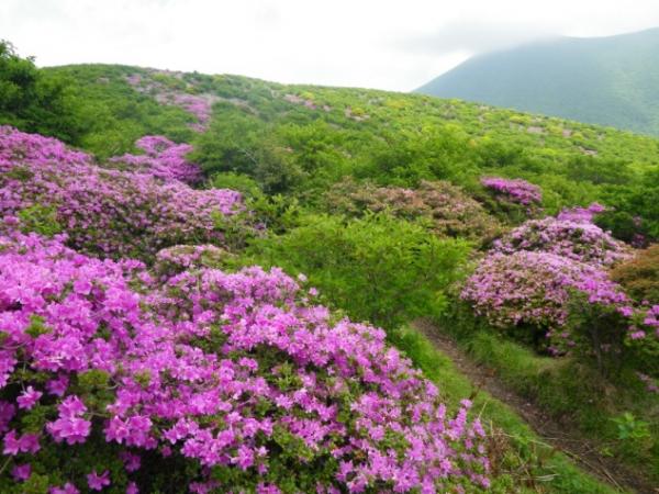 立中山への登山道はミヤマキリシマの花道でした！